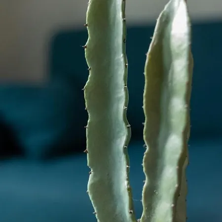 Apartament Des Arts *