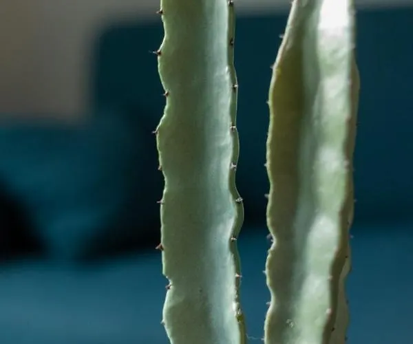 Apartment Des Arts *